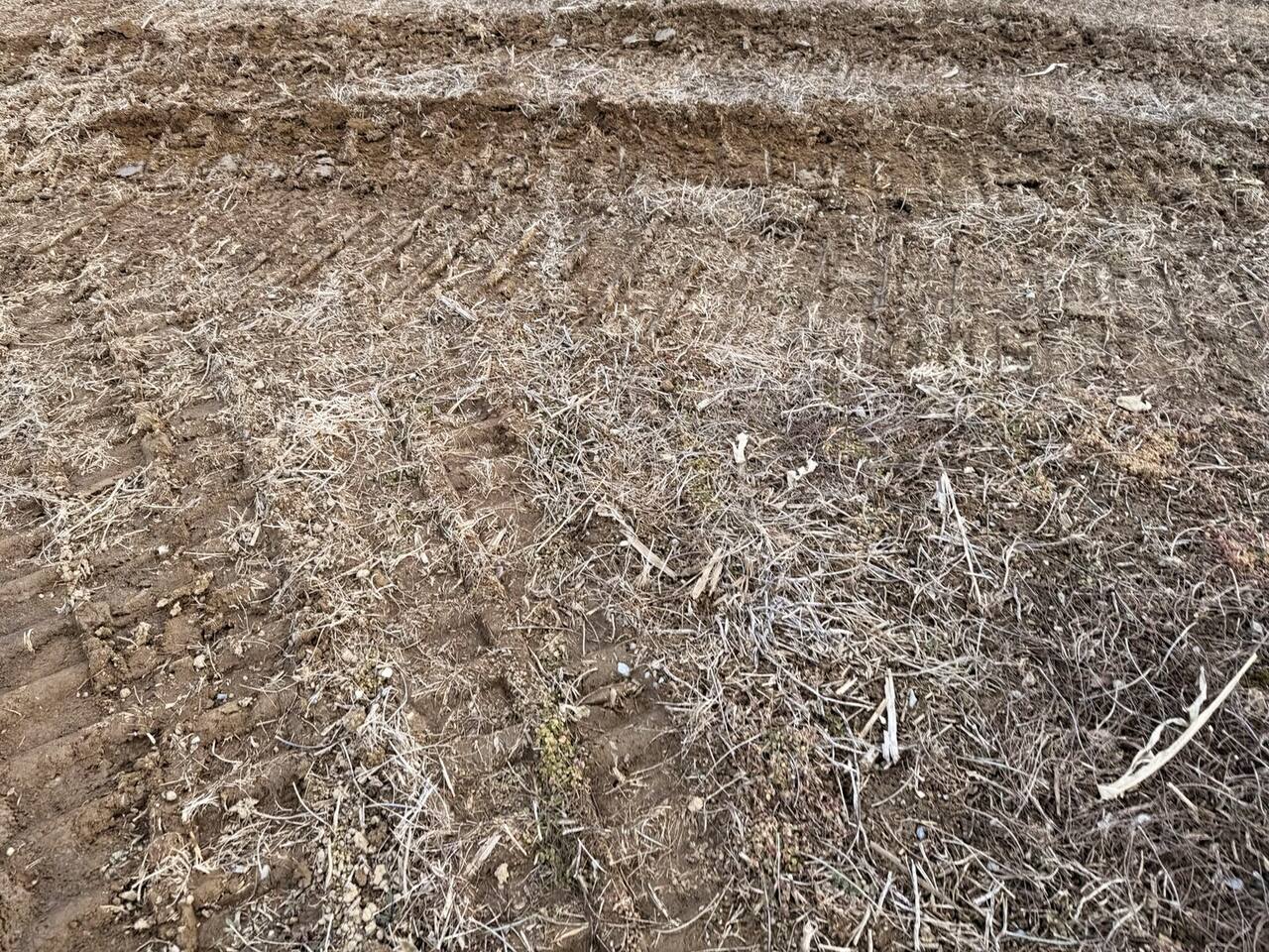 Freshly mulched and graded right-of-way ground with track marks and processed woody debris