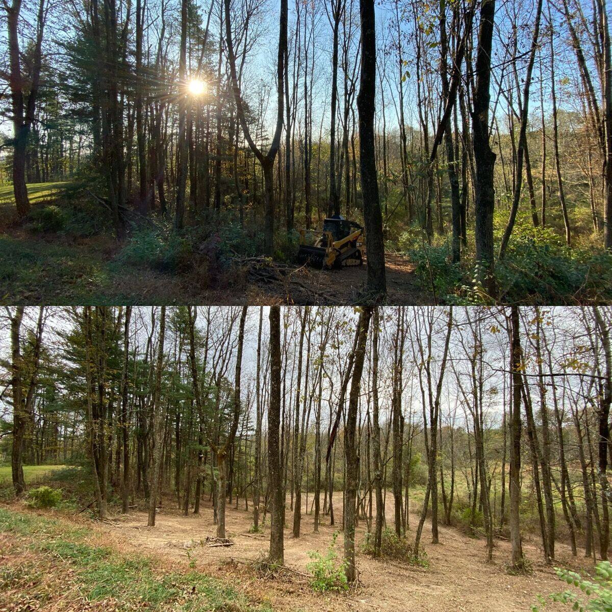 Forestry mulching result: dense overgrowth and tangled brush cleared to open woodland, Hudson Valley NY
