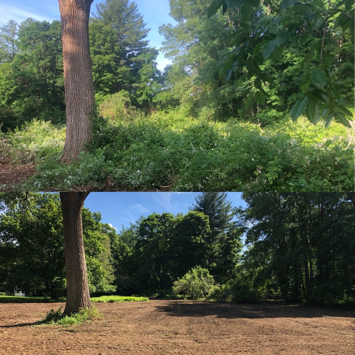 Dense overgrowth and tangled brush before clearing: Hudson Valley, NY
