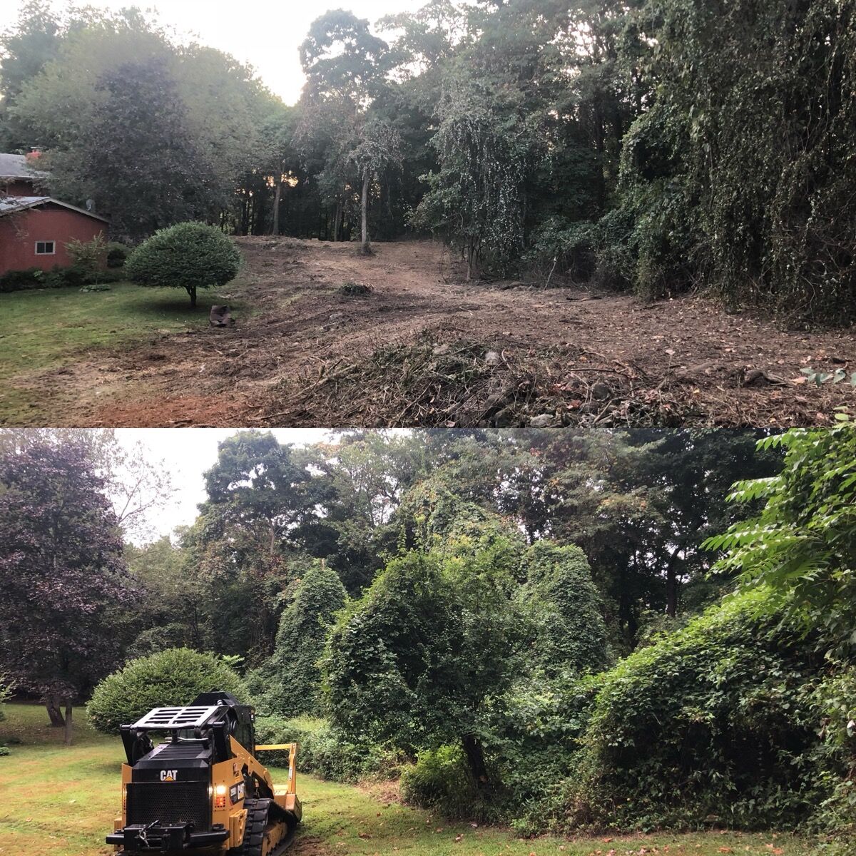 Invasive species removal: multiflora rose thicket cleared with forestry mulching, Cold Spring NY