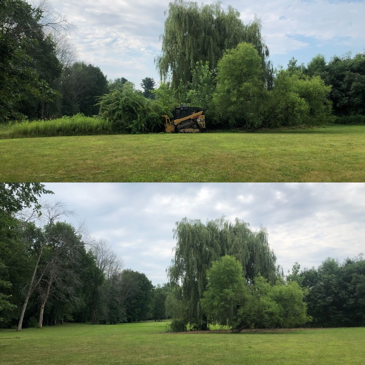 Brush removal in Dutchess County, NY. Overgrowth cleared from around a mature specimen willow to restore the open lawn while protecting the feature tree. Before and after, stacked composite (top: before, bottom: after). Hudson Valley Forestry.