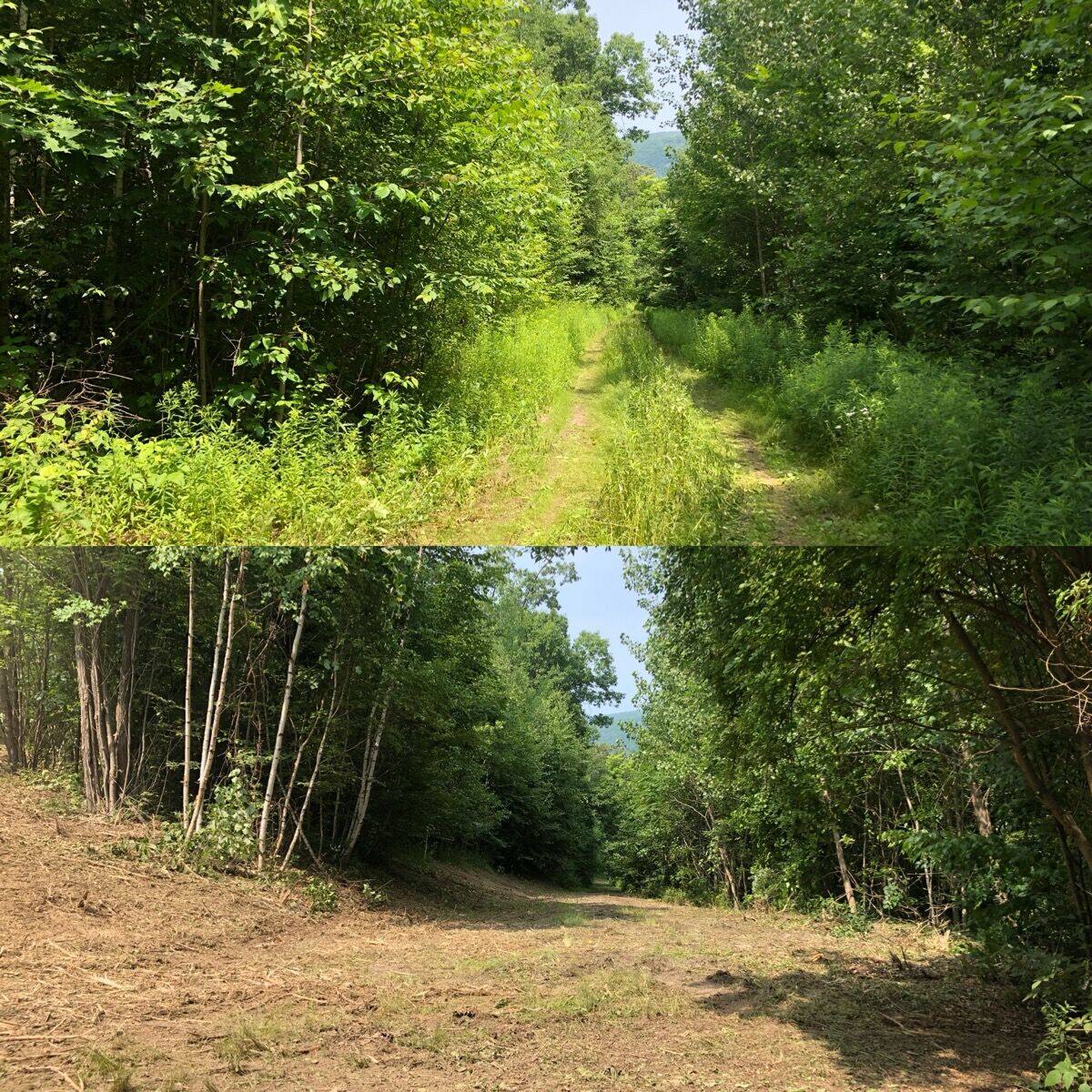 Trail clearing in Greene County, NY. A grassed-over woodland trail reopened and mulched clean for walking, ATV, and equipment access. Before and after, stacked composite (top: before, bottom: after). Hudson Valley Forestry.