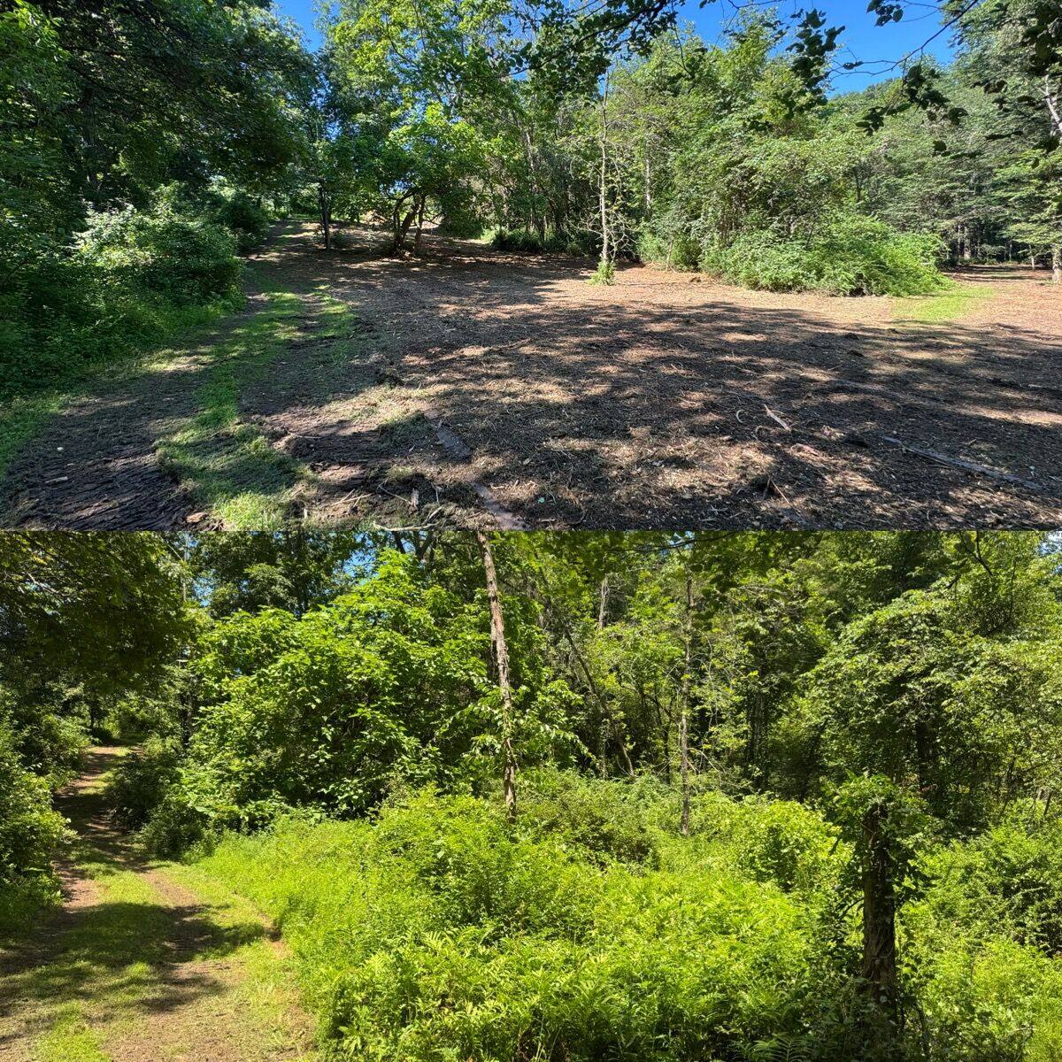 Forestry mulching in Sullivan County, NY. An encroaching wooded edge mulched back to reclaim the yard line and stop the tree line from closing in. Before and after, stacked composite (top: before, bottom: after). Hudson Valley Forestry.