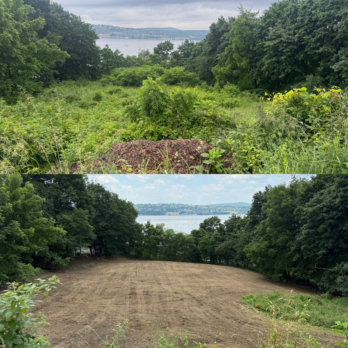 Overgrown hillside blocking the river view before clearing: Hudson Valley, NY